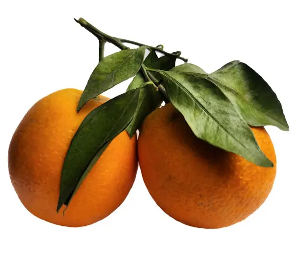 Beyaz arkaplanda yaprak izole edilmiş olgun portakallar