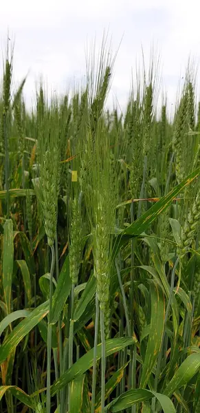 Kırsaldaki mısır tarlaları ve diğer tahıllar