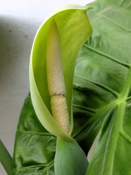 Beyaz arkaplan ile yeşil yaprak