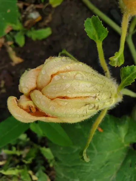 Bir çiçeğe yaklaş.