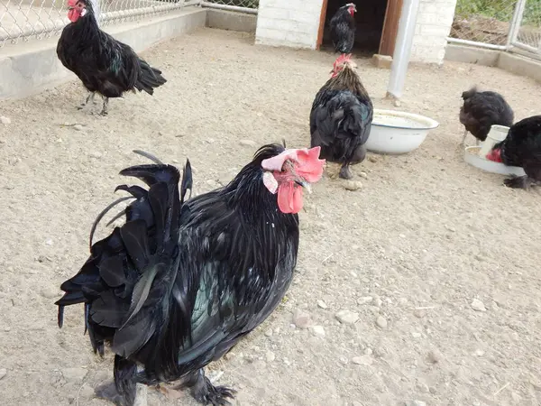 Bahçedeki tavuklar