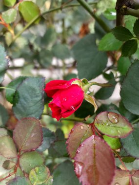 Bahçede kırmızı gül