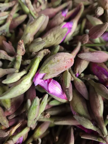 Kachnaar, yeşil bir yaprağa yaklaş.