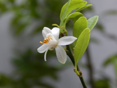 Bahçede beyaz çiçekler