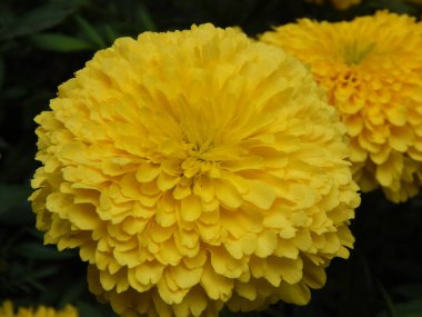 Bahçede güzel sarı kasımpatı çiçekleri