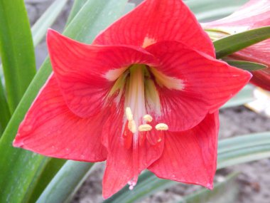 Bahçedeki kırmızı zambak