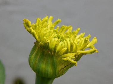 close - up view of beautiful blooming flowers