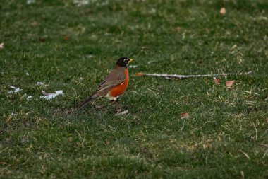 # Çimlerde Robin kuşu #