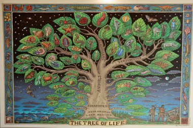 Napoli, Campania, İtalya 25 Şubat 2022: Darwin Dohrn Müzesinde Yaşam Ağacı