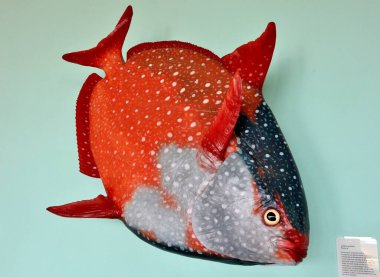 Naples, Campania, Italy  February 25, 2022: King Fish, or Lampris Guttatus, in the Darwin Dohrn Museum clipart