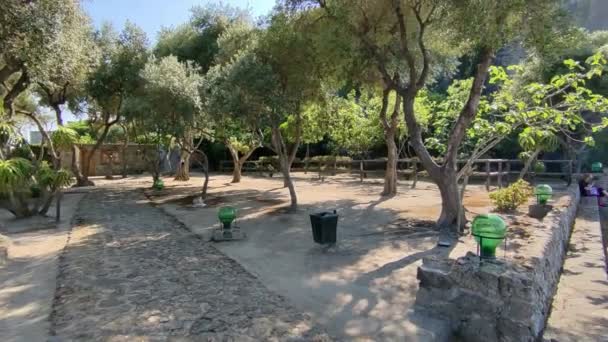 Ischia Campania Italy May 2022 Overview Terrace Olive Trees Aragonese — стокове відео