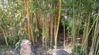 Forio, Campania, Italy  May 14, 2022: Overview of the bamboo grove at La Mortella Gardens