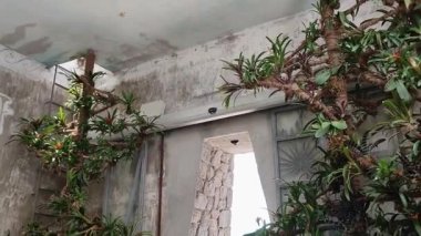 Forio, Campania, Italy  May 14, 2022: Interior overview of the tropical greenhouse Tempio del Sole in the La Mortella Gardens