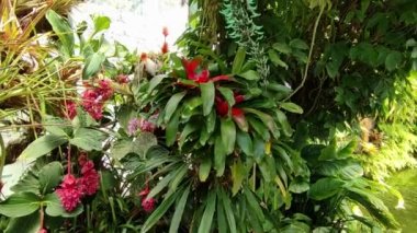 Forio, Campania, Italy  May 14, 2022: Interior overview of the Victoria House tropical greenhouse at La Mortella Gardens