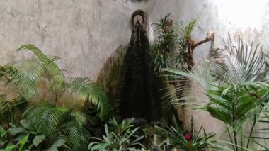 Forio, Campania, Italy  May 14, 2022: Interior overview of the tropical greenhouse Tempio del Sole in the La Mortella Gardens