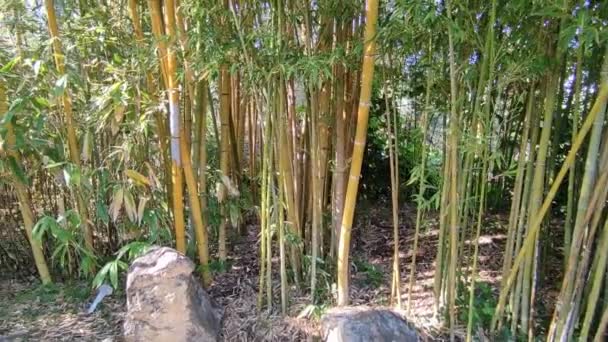 Forio Campania Italy May 2022 Overview Bamboo Grove Mortella Gardens — Stock Video