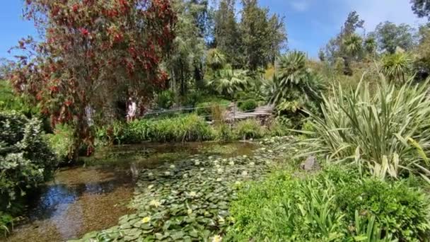 Forio Campania Olaszország 2022 Május Mortella Gardens Krokodilvízesésének Áttekintése — Stock videók