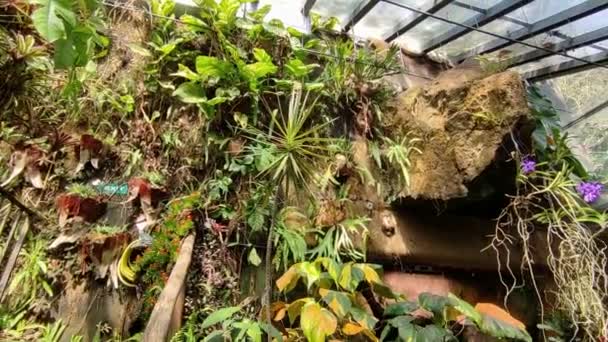 Forio Campania Italy May 2022 Internal Overview Tropical Greenhouse Giardini — Stock Video