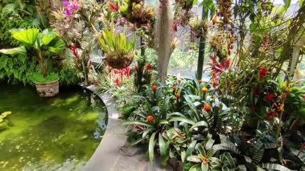 2022年5月14日 意大利坎帕尼亚 Forio Mortella花园维多利亚宫热带温室的内部概览 — 图库视频影像