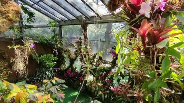 Forio Campania Italy May 2022 Internal Overview Tropical Greenhouse Giardini — Stok video