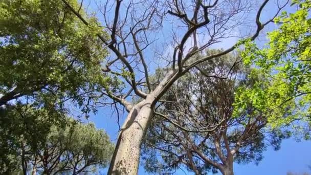 Forio Campania Italy May 2022 Vertical Overview Chorisia Speciosa Tree — стокове відео