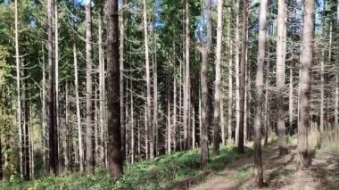 Campobasso, Molise, İtalya 24 Kasım 2023: Baranello ve Busso belediyelerine düşen Monte Vairano Natüralist Arkeoloji Parkı
