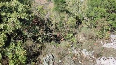 Castropignano, Molise, İtalya 26 Ekim 2023: Castello D 'Evoli' nin aşağısındaki Carpineto ormanında kayalık bir uçurum olan Cantone della Fata 'dan Biferno Vadisi Panoraması