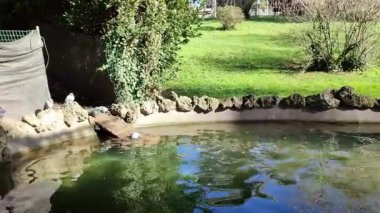 Benevento, Campania, İtalya - 15 Şubat 2024: Viale degli Atlantici boyunca Villa Comunale 1880 yılında botanik bahçesi olarak inşa edildi