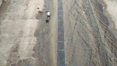 Maiori, Campania, İtalya 16 Nisan 2024: Via Chiunzi 'deki Reginna nehrinin yatağında kuş yaşamı