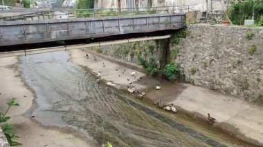 Maiori, Campania, İtalya 16 Nisan 2024: Via Chiunzi 'deki Reginna nehrinin yatağında kuş yaşamı