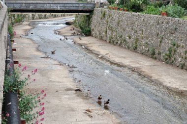 Maiori, Campania, İtalya 16 Nisan 2024: Via Chiunzi 'deki Reginna nehrinin yatağında kuş yaşamı