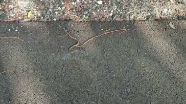 Scanno, Abruzzo, İtalya 10 Eylül 2024: Scanno Gölü 'nün çevresindeki yılan