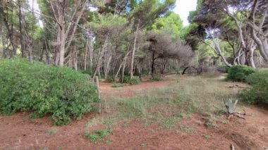 Castellabate, Salerno, Campania, İtalya 18 Eylül 2024: Punta Licosa ve Ogliastro Marina kıyıları boyunca çam ormanı