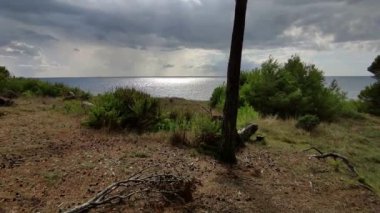 Castellabate, Salerno, Campania, İtalya 18 Eylül 2024: Punta Licosa ve Ogliastro Marina kıyıları boyunca çam ormanı