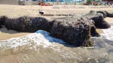 Castellabate, Salerno, Campania, İtalya, 19 Eylül 2024: Pozzillo plajı San Marco di Castellabate 'den Santa Maria di Castellabate' ye