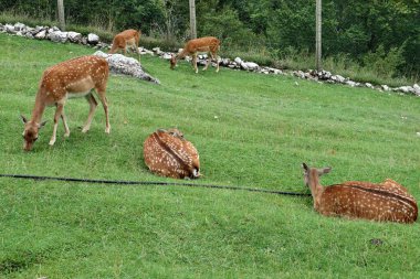 Villetta Barrea, Abruzzo, İtalya 9 Eylül 2024: Abruzzo 'daki Daini Ziyaretçi Merkezi, Lazio ve Molise Ulusal Parkı