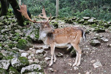Villetta Barrea, Abruzzo, İtalya 9 Eylül 2024: Abruzzo 'daki Daini Ziyaretçi Merkezi, Lazio ve Molise Ulusal Parkı