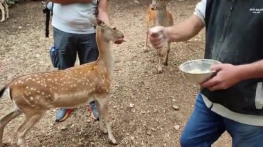 Villetta Barrea, Abruzzo, İtalya 9 Eylül 2024: Abruzzo 'daki Daini Ziyaretçi Merkezi, Lazio ve Molise Ulusal Parkı