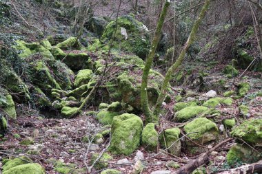Roccamandolfi, Isernia, Molise, İtalya 11 Mart 2025: San Massimo köyünü Roccamandolfi köyüne bağlayan yol boyunca Cascata Rio 'nun küçük doğal vahası