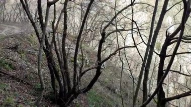 Roccamandolfi, Isernia, Molise, İtalya 11 Mart 2025: Crivati Dağı yamaçlarındaki Rio Torrone boyunca Torrente Callora 'nın Bölgesel Doğa Rezervi 140 c.