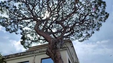 Sorrento, Campania, İtalya 12 Nisan 2025: Marina Piccola manzaralı köy merkezinde Villa Comunale
