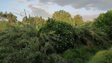 Benevento, Campania, İtalya 6 Mayıs 2025: Ponte Leproso, MÖ 3. yüzyıla dayanan ve Via Appia Antica 'nın Benevento Nehri' ni geçerek Benevento 'ya ulaşmasını sağlayan bir Roma köprüsü..