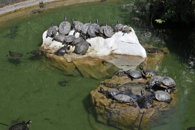 Napoli, Campania, İtalya 8 Nisan 2025: Vomero tepesindeki Villa Floridiana parkındaki kaplumbağa göleti