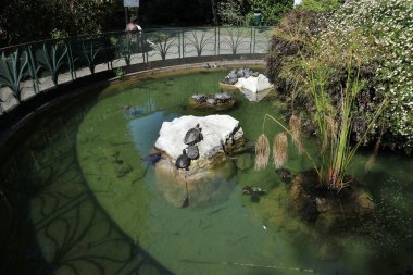 Napoli, Campania, İtalya 8 Nisan 2025: Vomero tepesindeki Villa Floridiana parkındaki kaplumbağa göleti