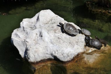 Napoli, Campania, İtalya 8 Nisan 2025: Vomero tepesindeki Villa Floridiana parkındaki kaplumbağa göleti