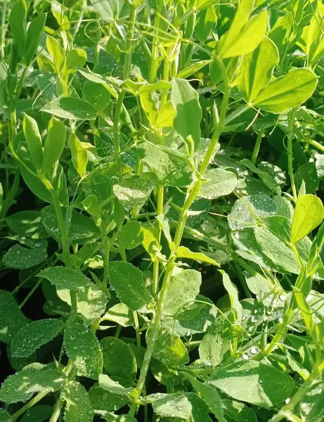 Vibrant Leaves in Focus: Doğanın kaleydoskobu bir dizi renk ve dokuyu ortaya çıkarır. Ateşli kırmızılardan serin yeşilliklere her yaprak canlılık ve yenilenmenin hikayesini anlatır. Güneş ışığında yıkanırlar, hayatla dans ederler..