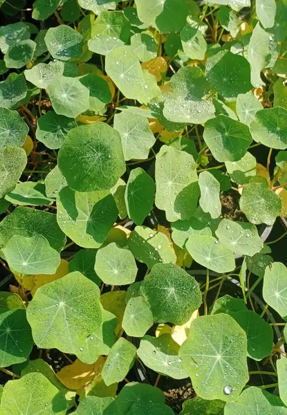 Nasturtium olarak da bilinen Tropaeolum Majus, turuncu, sarı ve kırmızı tonlarda canlı çiçeklerle övünür. Şelale yaprakları bahçelere ve asılı sepetlere renk katarken, yenilebilir çiçekleri salatalara acı bir tat katıyor..