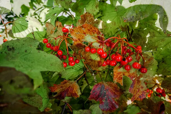 kırmızı böğürtlen ve yeşil yapraklı viburnum.