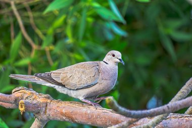 Kaya güvercini, yeşil arka planda bir dalda oturan sıradan beyaz güvercin.