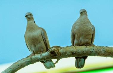 Rock dove or common pigeon or feral pigeon in Kent, UK. White dove (pigeon) sitting on a branch facing left with green background. White dove clipart